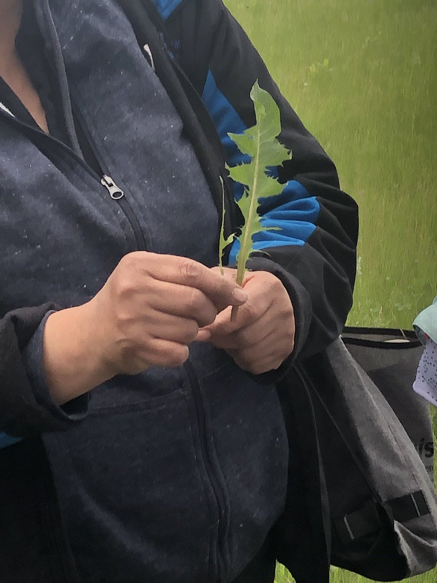 annaleeskinner's tweet photo. Elder Claire is sharing her knowledge of medicines with students at @FMPSD land based camp today. #painrelievers #laxative #antiinflammatory #digestion #coughmedicine @Enbridge @SyncrudeCanada https://t.co/Km50VAX1XF