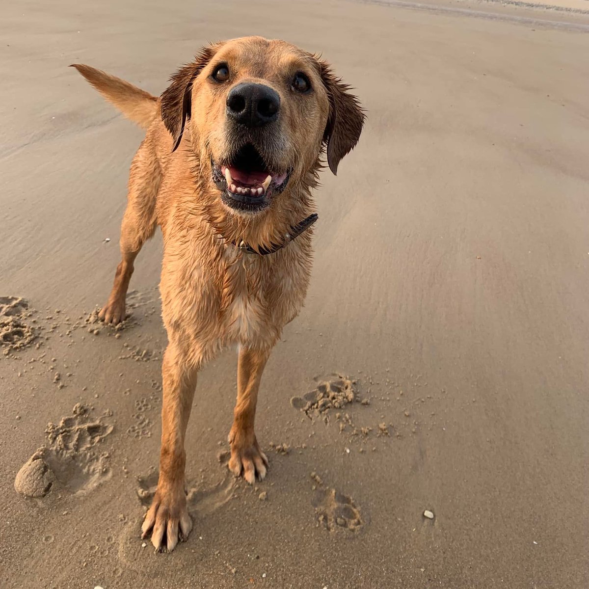 Another of our body detection dogs finding a way to keep cool 🐾☀️💦

#detectiondogs #snifferdogs #wagtailuk #workingdogs