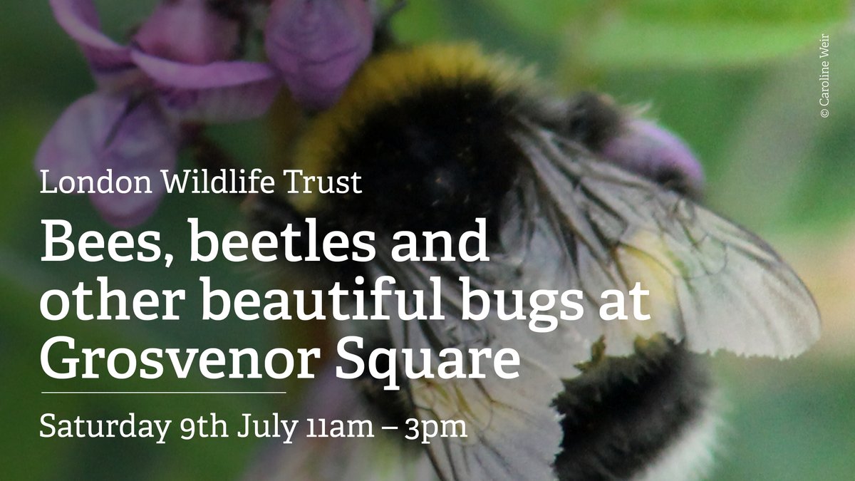 Join @WildLondon on Saturday 9th July in Grosvenor Square from 11am-3pm for a free drop in event for adults and families to celebrate bees, beetles and other beautiful bugs. 
 
Find out more and how to book here: 
wildlondon.org.uk/events/2022-07… 
 
#NationalInsectWeek 
#freethingstodo