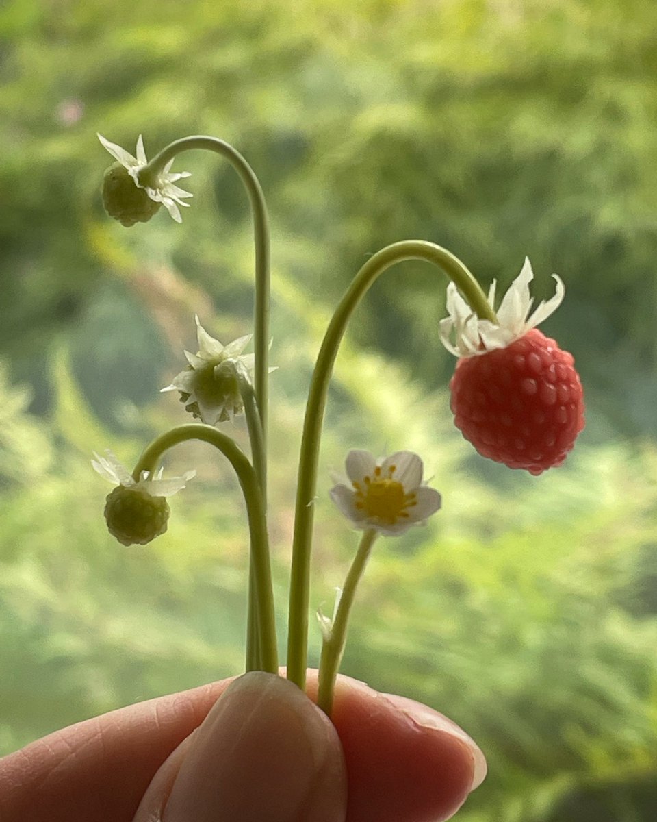 Wild strawberries #wip
#waxsculpture #botanicalart #sciart