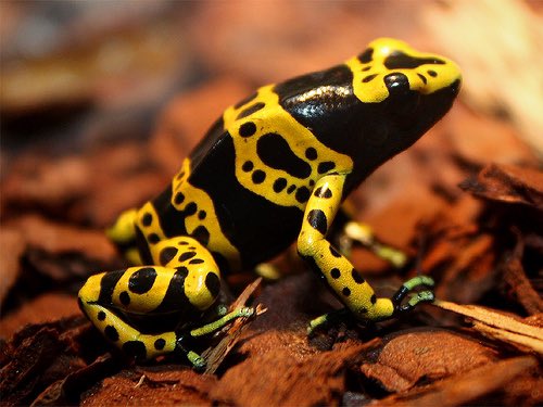 Zoodtopia's tweet photo. What’s your Favorite Animal? 🐸 
One of Mine is the Yellow-Banded Poison Dart Frog

These tiny guys live in the the Neo-Tropical Rainforests of Venezuela. 

Our Zoodid Dart Frog will be available on STX ! @trygamma 

#stacks #bitcoin #stacksnft #nft #NFTCollection  #NFTProject https://t.co/Ba5o2FmjYX
