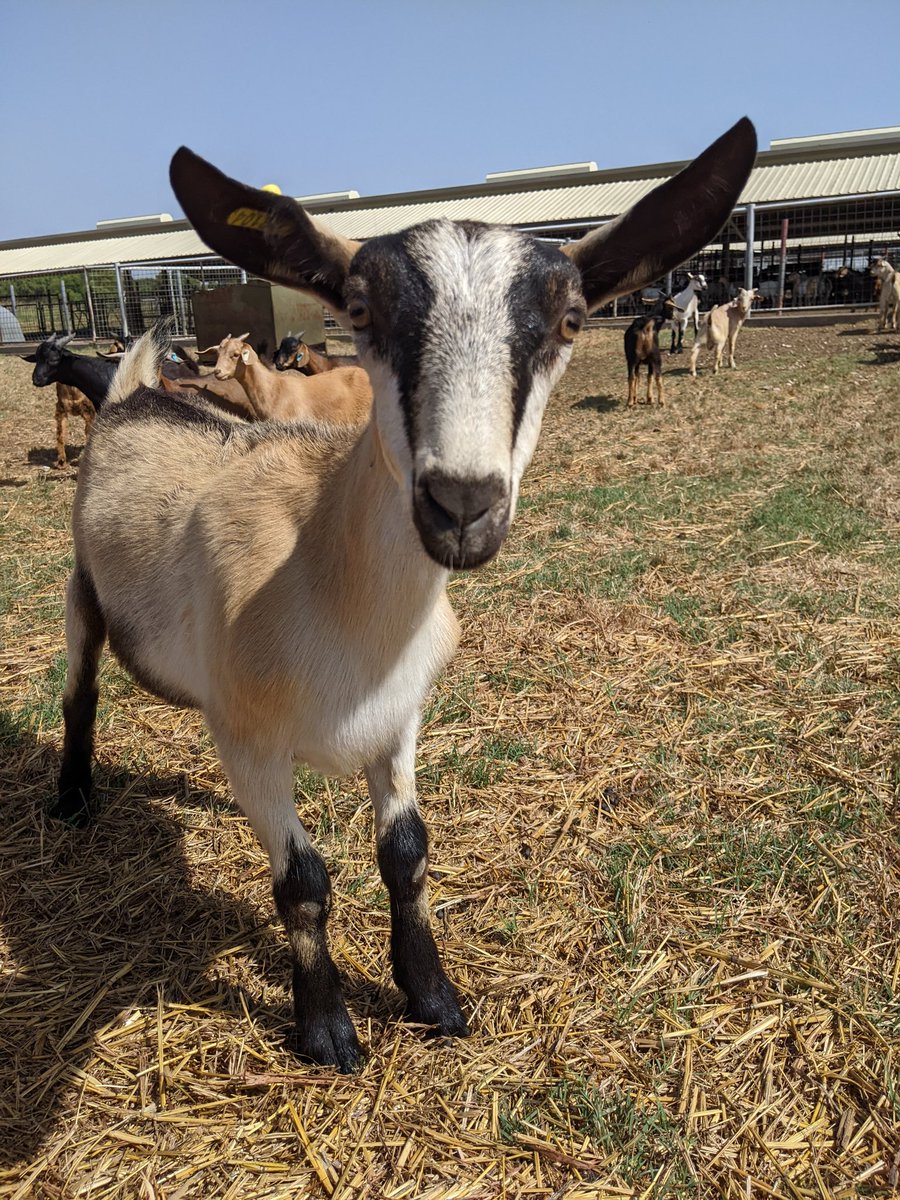 RachelMoglen's tweet image. A big thank you to @PVAMU and @1AliFares for hosting a fantastic course on Rising Technologies and Analytics for a Sustainable #WEF nexus as part of the @INFEWS_UT program! I wish more of my classes involved petting goats...