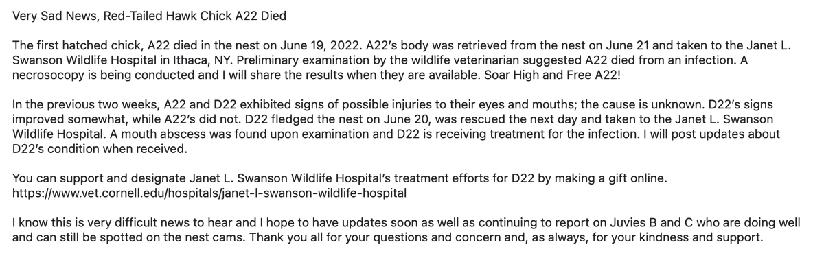 SUHawkNestCam (@suhawknest2) on Twitter photo 