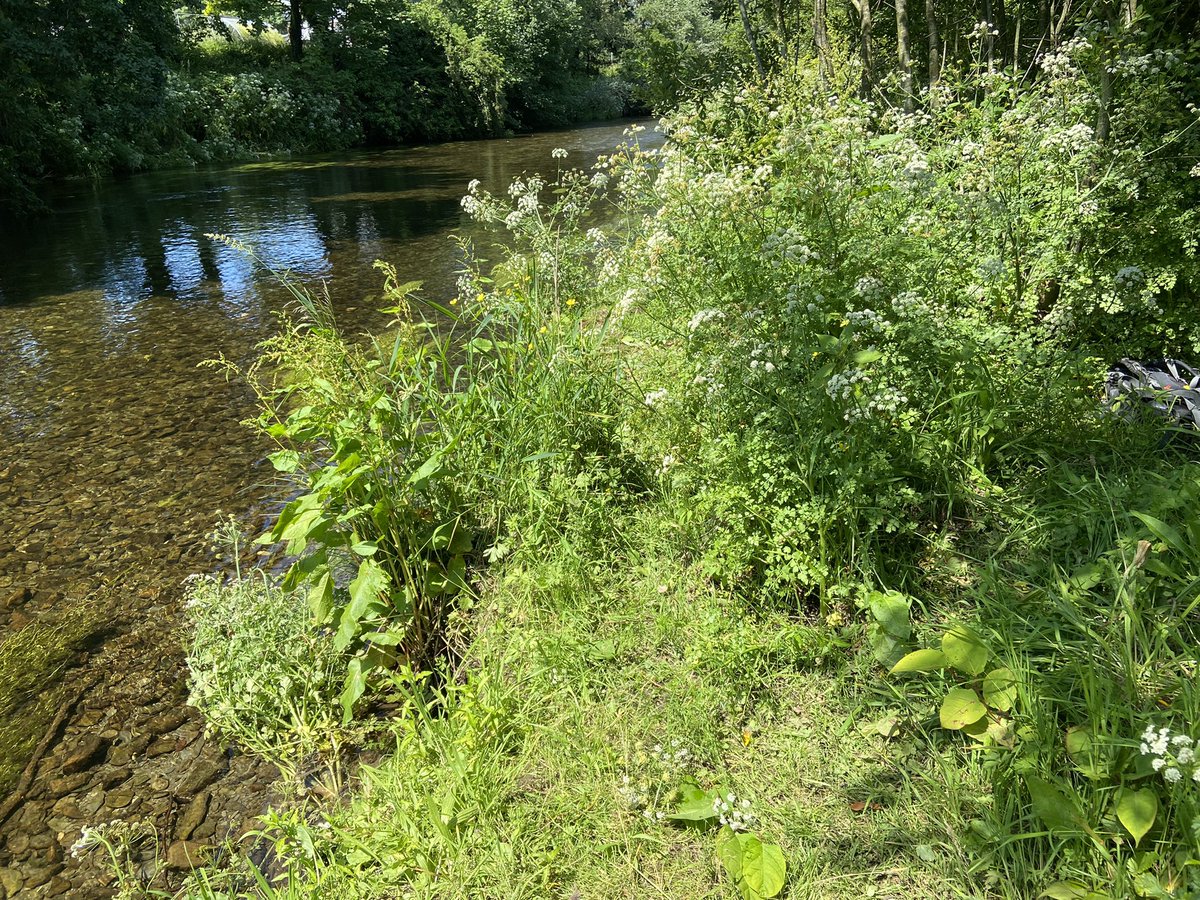 Dmcc115's tweet photo. Productive day removing Himalayan Balsam from along Afon Rheidol today with @RamblersCymru and @chloegriffiths as part of #PathToWellbeing - great example of citizen strength and involvement https://t.co/iUmhwIioNS