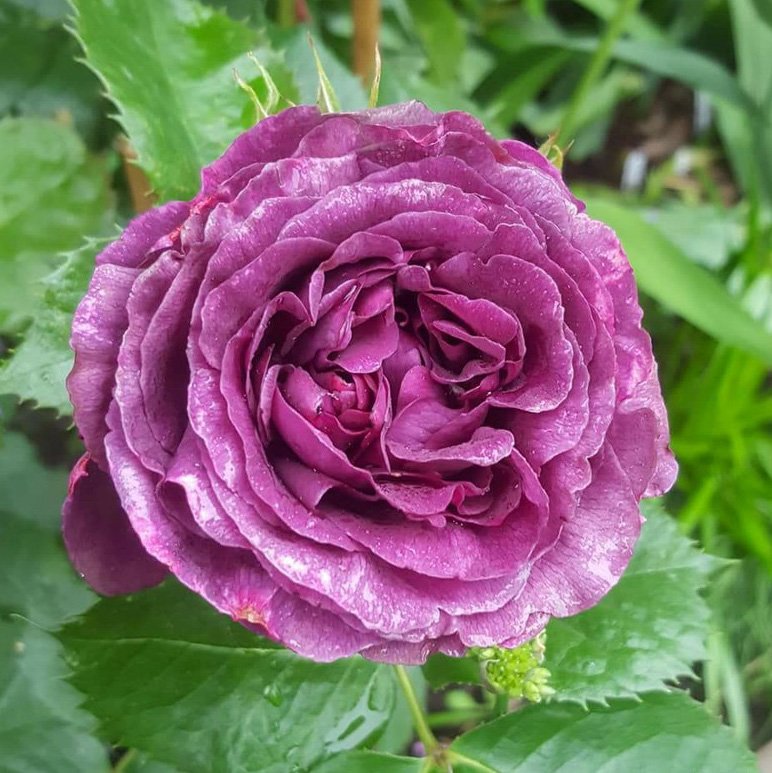 ZinniaCE's tweet photo. #RoseAwarenessWeek day 4 - 'Minerva' floribunda #Rose, a gorgeous rich Purple &amp; strongly scented. So far  she's really earning her keep, giving me constant blooms since starting in May - despite not having full sun. https://t.co/dwQHkx3DSA
