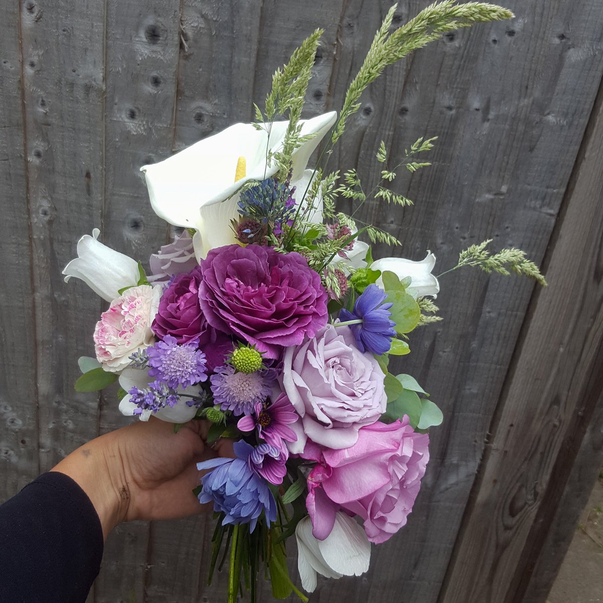 ZinniaCE's tweet photo. #RoseAwarenessWeek day 4 - 'Minerva' floribunda #Rose, a gorgeous rich Purple &amp; strongly scented. So far  she's really earning her keep, giving me constant blooms since starting in May - despite not having full sun. https://t.co/dwQHkx3DSA
