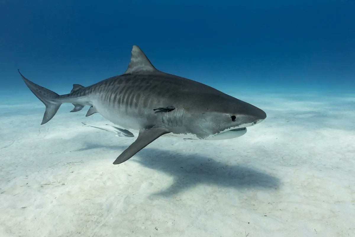 Sea Turtles Escape Tiger Sharks By... Not Moving? You read that right - turns out sea turtles avoid becoming a tiger shark's next meal by lying completely still. buff.ly/3xPFS9I #marinescience #marinebiology #sharkscience #sharks #seaturtles