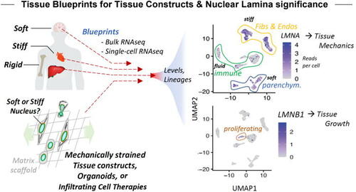 CEMB_STC's tweet photo. Out now! "Nuclear mechanoprotection: From tissue atlases as blueprints to distinctive regulation of nuclear lamins" from the #Discher Lab @pennbioeng- Mai Wang, @manasvita94, and Irena Ivanovska!
https://t.co/42l2VyPxrJ https://t.co/K3IMoJD7aT