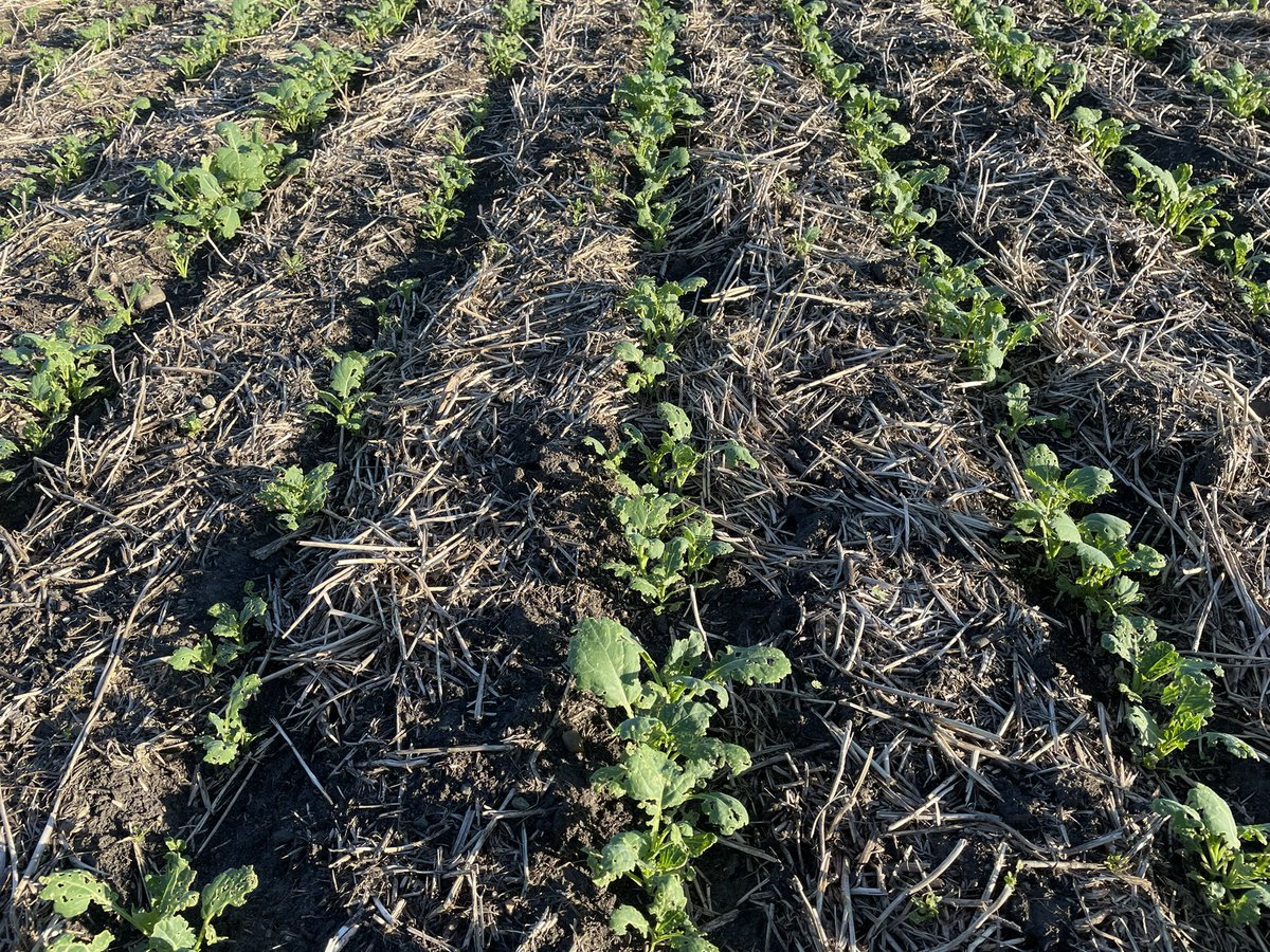 Wake up!  Wake up farmers, retailers, canola experts, industry peeps, and most importantly <a href="/BASFAgSolutions/">BASF Agricultural Solutions Canada</a>.  We are spraying our 4-5 leaf canola for beetles a second time. It’s not the beetles, it’s the seed treatment!!  Delayed canola on an already delayed year is not good!