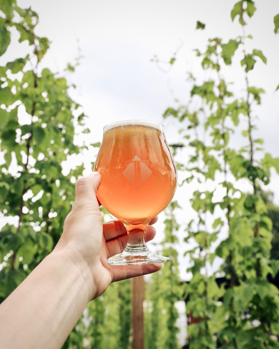 Taking you into our hop garden to show off our Crystal Cascade Cold IPA because hop flavor is the highlight of this Brewer’s Special. 
This 6% West Coast inspired lager is double dry hopped and loaded with Cryo Cascade and Citra hops.