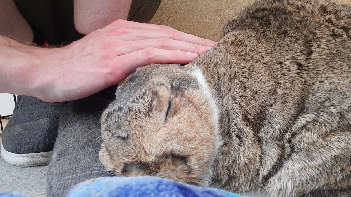 Smudge is always very affectionate after I'm gone for a few days 🐰