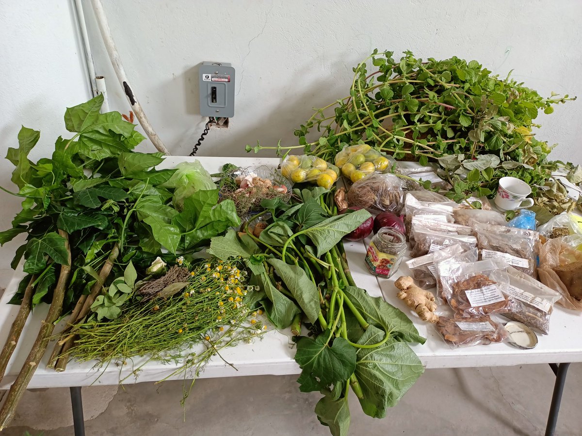 Seguimos festejando nuestros #8Años de #CAMI Casa de la mujer indígena con un taller donde estamos aprendiendo a hacer #MedicinaTradicional para curarnos. 
#Chilapa #Guerrero
<a href="/SSaludGro/">Salud Guerrero</a> <a href="/Ayto_Chilapa/">Ayto Chilapa</a> <a href="/DIF_Gro/">DIF Guerrero</a> <a href="/Mx_Diputados/">H. Cámara de Diputados</a> <a href="/senadomexicano/">Senado de México</a>