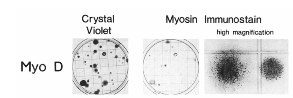 ardemp's tweet photo. Love what Leslie started with #singleplot.
In 1987, Hal Weintraub and colleagues showed that the expression of a single gene (MyoD) converts naive cells into muscle cells. Some call it master regulatory gene (not a fan of genes being masters or servants).
https://t.co/jo9VAq5bRc https://t.co/Vl3ihzXlYG
