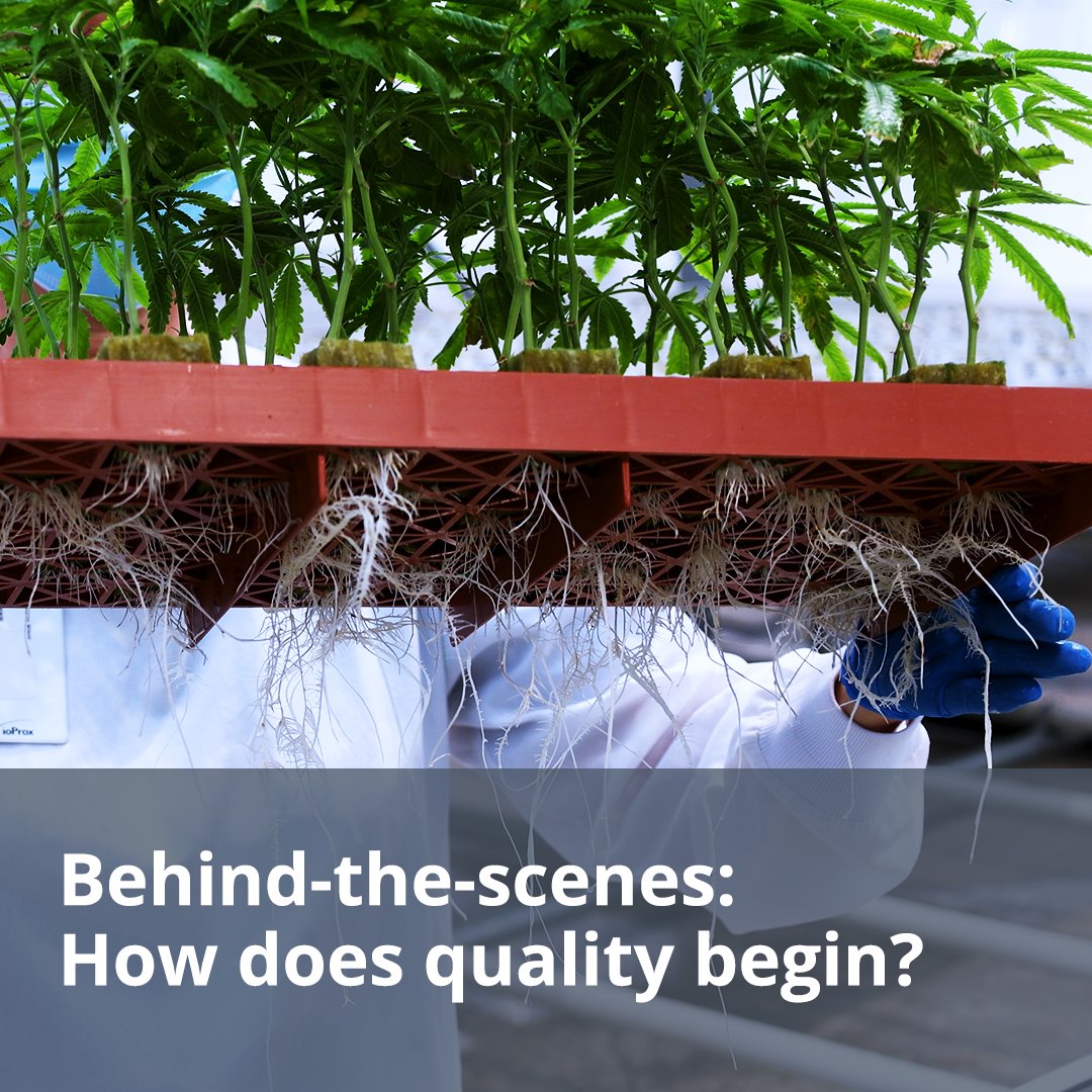 Quality starts with precision.🎯It’s essential to our success. Using an advanced environmental system, loads of sensors &amp; monitors to help us read temps, humidity, ventilation &amp; more is how we maintain good roots &amp; good shoots.📈
.
.
#plantlover #canna #mastergrower #goodroots