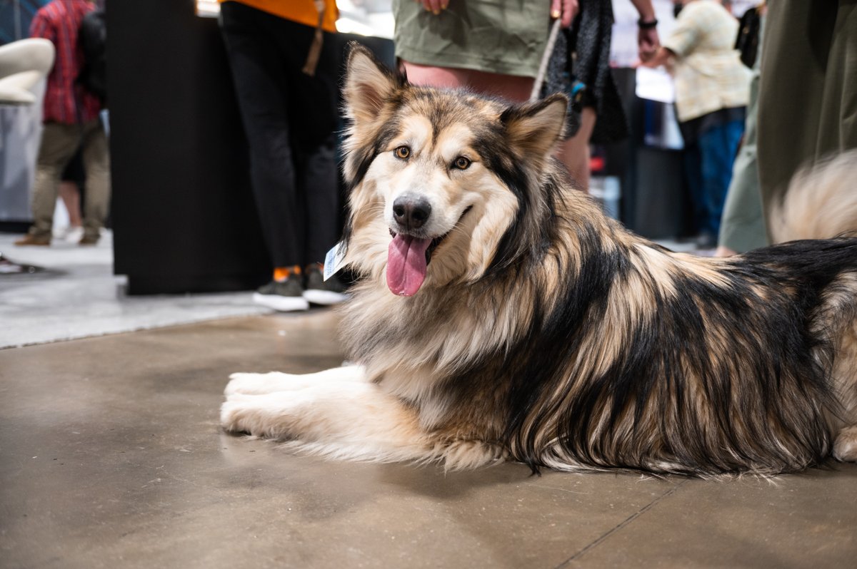 OutdoorRetailer's tweet photo. A round of a-paws for our favorite show attendees. 👏🏼👏🏽👏�� Thank you to our furry friends for the joy and smiles!

#dogsofOR https://t.co/4i7vO69AWq