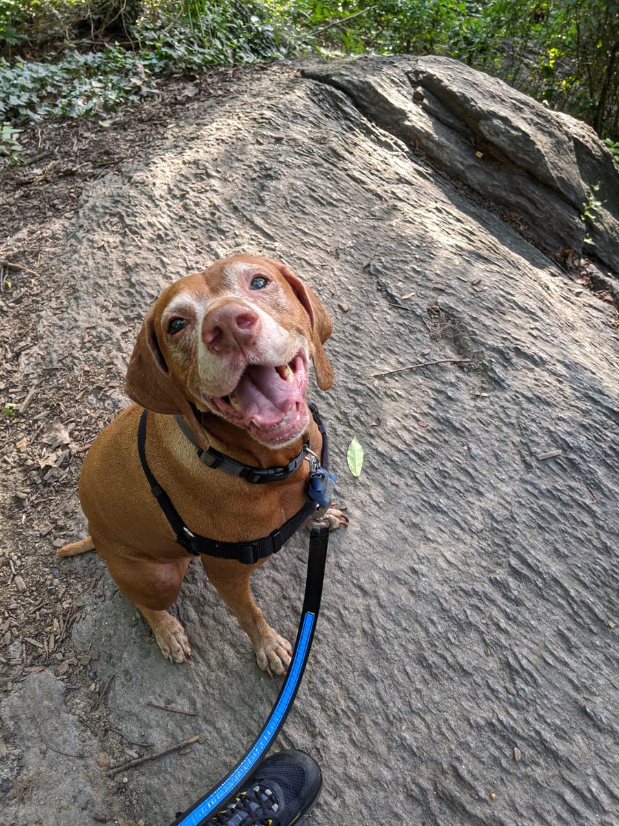 rickeybot's tweet photo. My dog CJ died on 2022-06-22. I couldn't save her. She was the best companion for the last 12 years and changed my life in profound ways. I will miss her. I love you baby girl! #Vizsla #dogsoftwitter #dogs https://t.co/Rm10mDuJsu