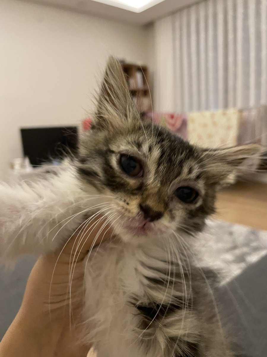 veselekeveke's tweet photo. 2 aylık, dişi kedi. gözü ve ağzı kötü durumdaydı.çok korkutmuşlar. şu an çok insancıl ve oyuncu. dışarda yaşaması çok olanaksız. İstanbul içinde sahiplenmek isteyenler lütfen benimle iletişime geçsin. iç dış parazitleri yapıldı. artık çok sırnaşık 🫠 retweet ederseniz sevinirm. https://t.co/0P6X6rsTaU