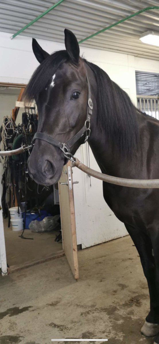 odaverdal123's tweet photo. Frekke Frida debuterer med en flott 2.plass på Forus i dag🤩 Kringeland har gjort en flott jobb med å tøyle nykkene til denne spesielle frøkna ⭐️ https://t.co/9KnZm9lqQH