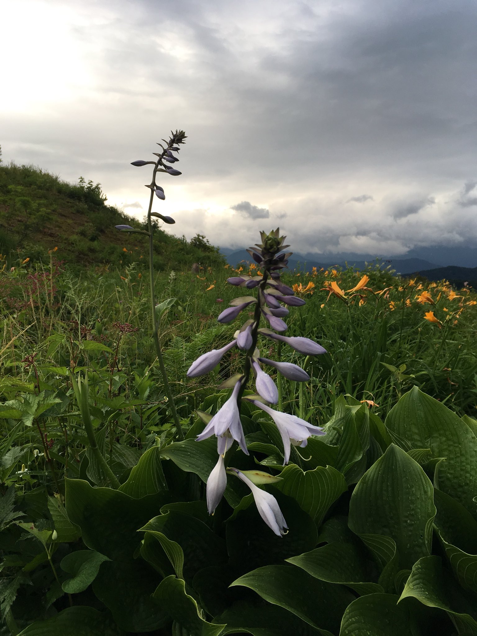 تويتر 白山高山植物園公式ツイッター على تويتر 今朝は雨が降ったり止んだり 不安定な天気 こんな日には メタリックブルーのオオバギボウシの花がなぜかよく似合うよう気がします 濃いピンクの花のシモツケやイブキジャコウソウも見ごろになっています 上向き تويتر 白山高山植物園公式ツイッター على تويتر 今朝は雨が降ったり止んだり 不安定な天気 こんな日には メタリックブルーのオオバギボウシの花がなぜかよく似合うよう気がします 濃いピンクの花のシモツケやイブキジャコウソウも見ごろになっています 上向き