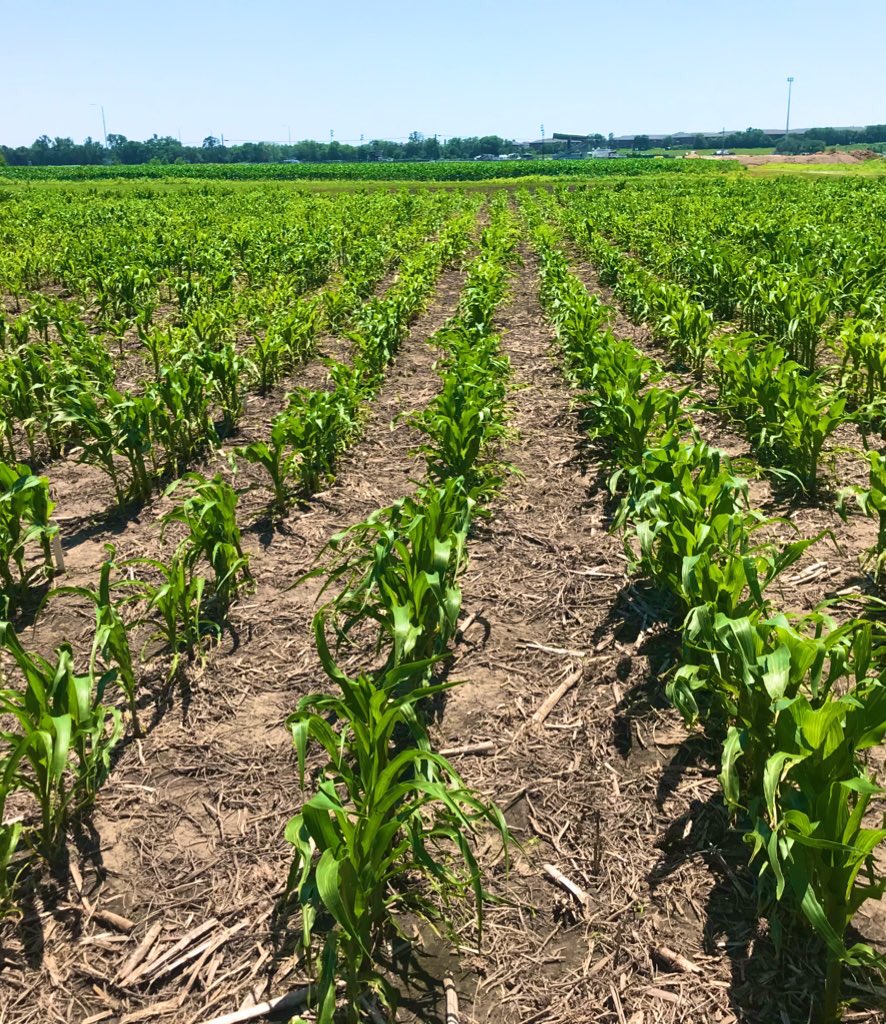 Deniz İştipliler (@denizistipliler) on Twitter photo Hybrids vs. Inbreds from <a href="/SchnableLab/">Schnable Lab</a>. Same planting date, same fertilizer, same field. It always make me happy to see how genetics works. Hybrids vs. Inbreds from <a href="/SchnableLab/">Schnable Lab</a>. Same planting date, same fertilizer, same field. It always make me happy to see how genetics works.