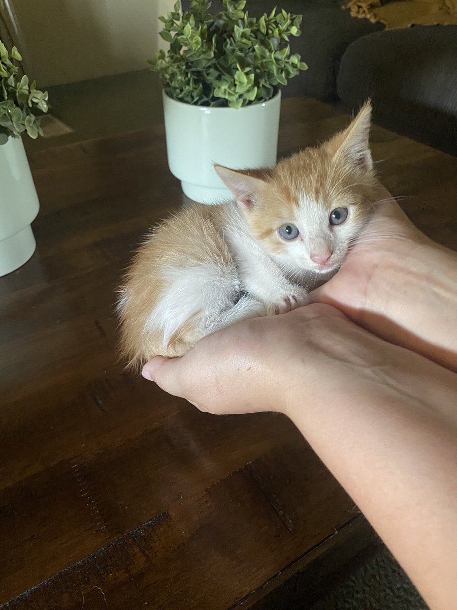 aliyahburrell's tweet photo. a very sweet stray cat has kittens on my porch so PLS if anyone has been looking for a kitten… they’re also litterbox trained <3 https://t.co/o27b7ZbrAS