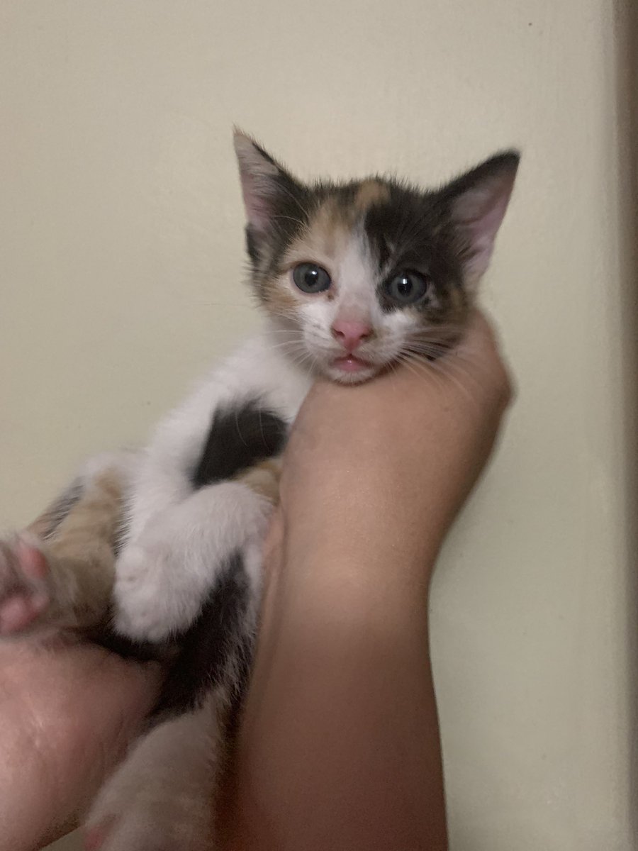aliyahburrell's tweet photo. a very sweet stray cat has kittens on my porch so PLS if anyone has been looking for a kitten… they’re also litterbox trained <3 https://t.co/o27b7ZbrAS