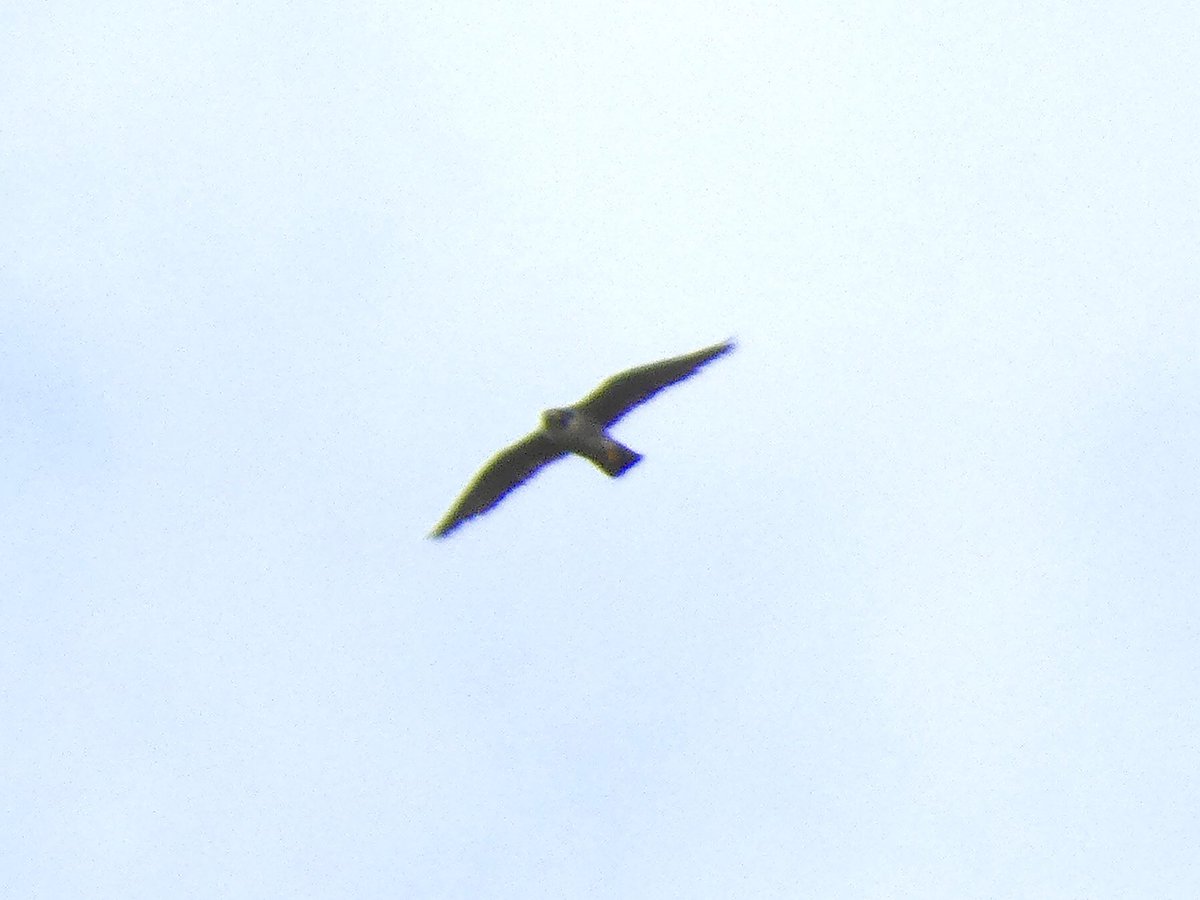 CFGSBirds's tweet photo. In better news: The Y8/10 group today had a great finale when a Peregrine flew low over the field we were walking past and then circled above us before moving off south. Got the pulse racing! First time peregrine for some of the group. 👌 https://t.co/fObJ24fkf9