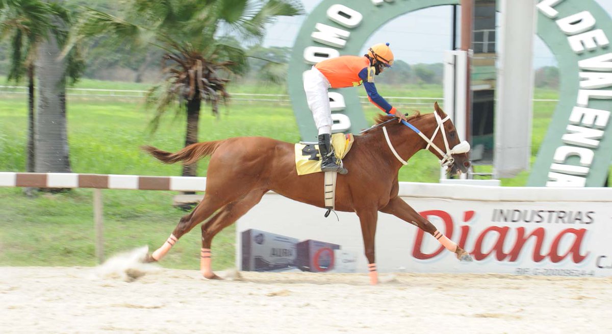 RdeRicardinho's tweet photo. #Hipismo🇻🇪 🚨ULTIMA HORA: Las carrera válidas de este sábado 25 de junio en el HINAVA serán transmitidas por @TvesSonrie El Hipismo valenciano vuelve a la televisión nacional 🥳👏 https://t.co/A5fp9PjAzl