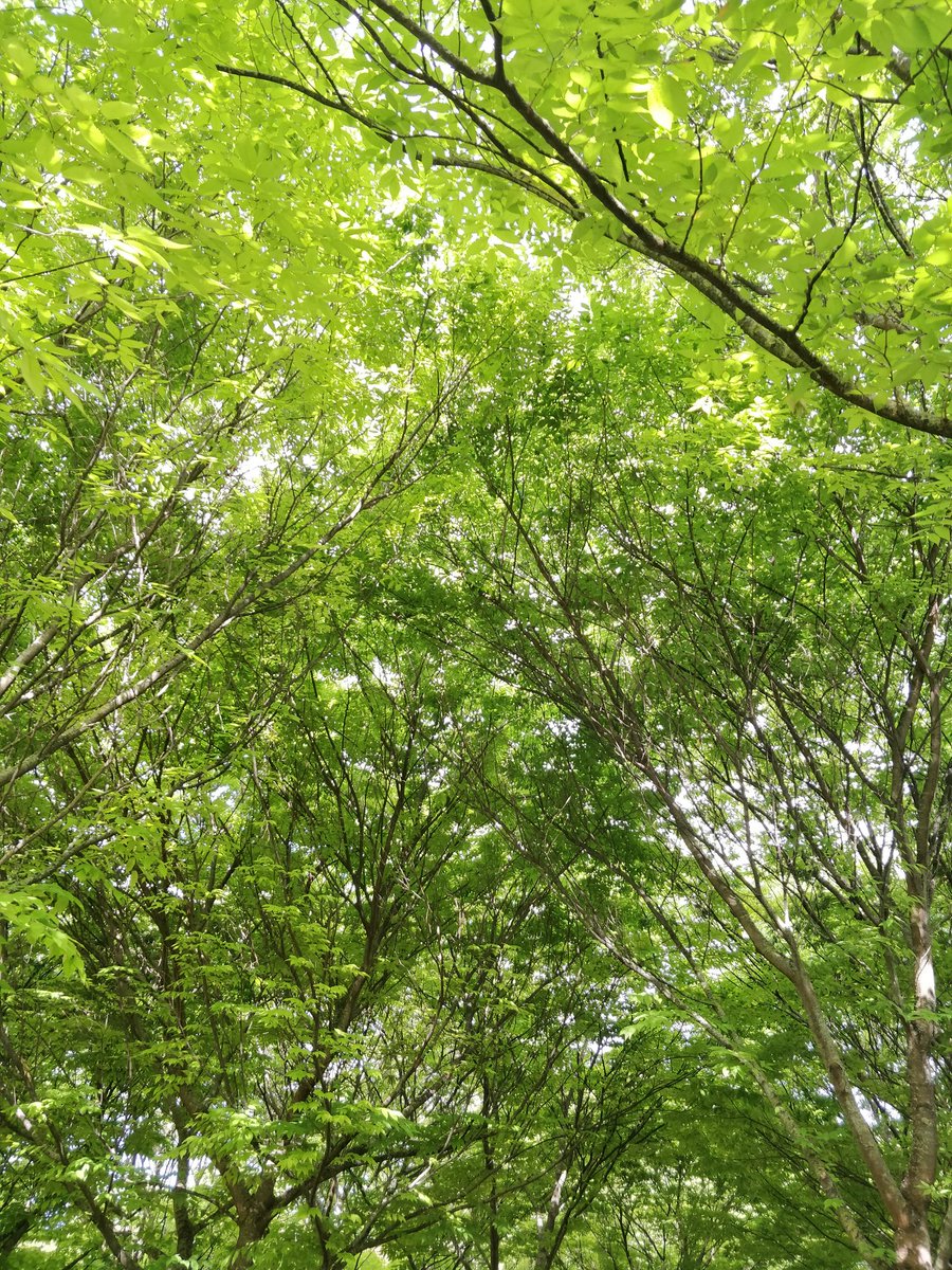 NOMAD GARDEN tweet media