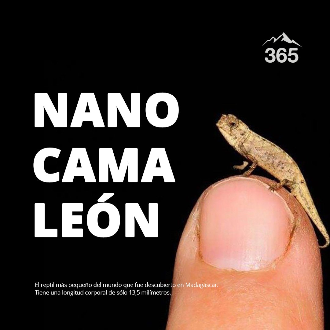 365sustentable's tweet photo. Así es el #nanocamaleón, el reptil más pequeño del mundo descubierto en Madagascar .
Investigadores observaron que el macho tiene una longitud corporal de sólo 13,5 milímetros y la hembra es significativamente más grande, con 19 milímetros desde la boca hasta la base de la cola. https://t.co/QLiZfMSHw4