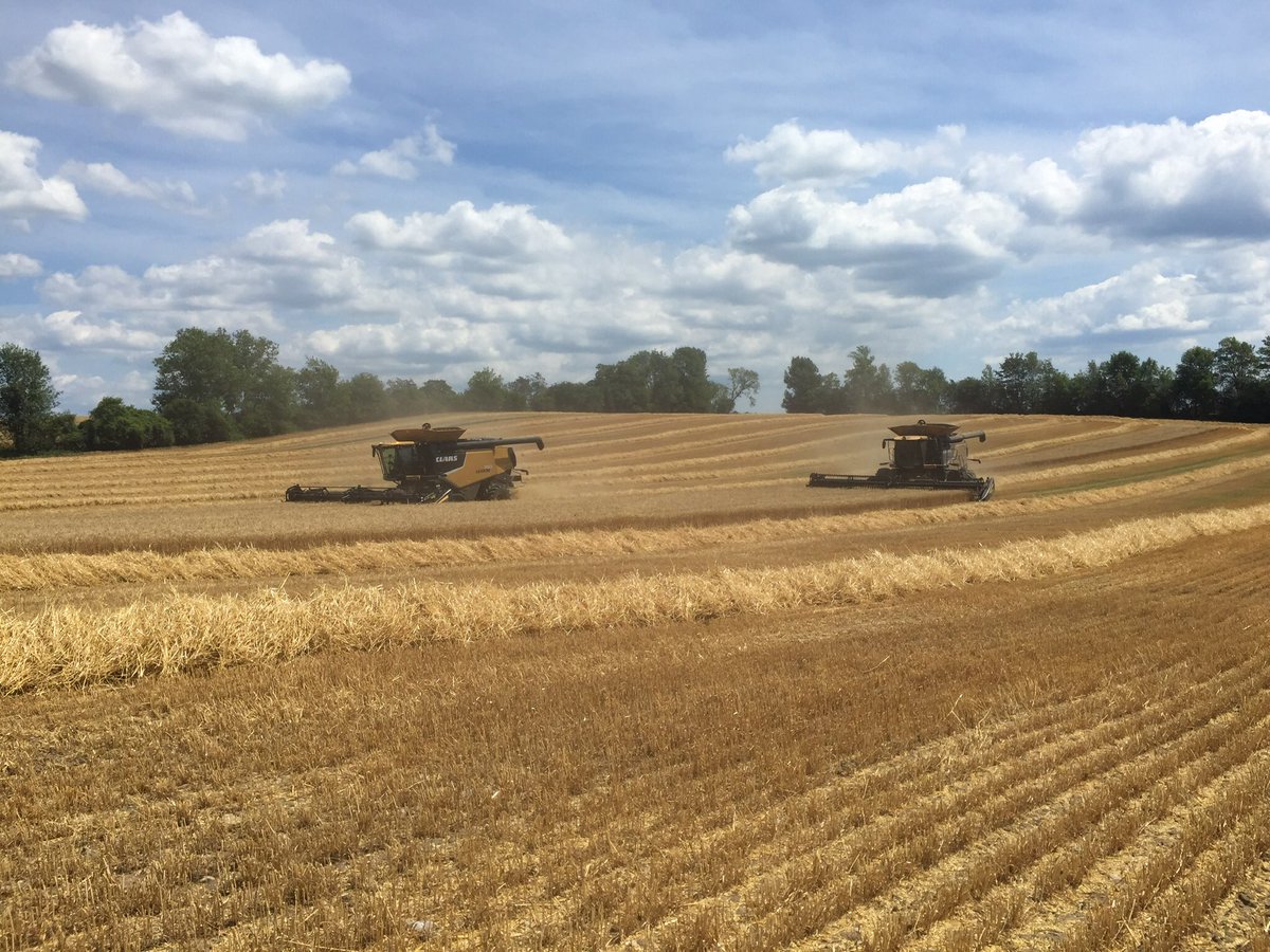Bill Huitson (@agwilly01) on Twitter photo #ontag going to have approximately 400 acres of wheat straw to sell. Can sell in the swath or in large square bales. Delivery can also be an option. Please DM if interested for details. #ontag going to have approximately 400 acres of wheat straw to sell. Can sell in the swath or in large square bales. Delivery can also be an option. Please DM if interested for details.