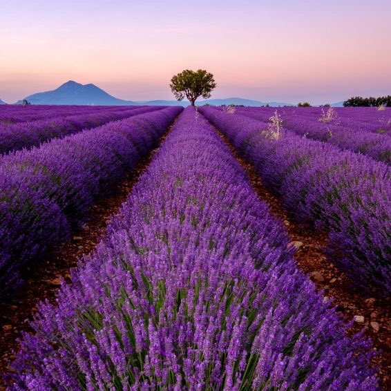anbeanews's tweet photo. Lavanta bahçesi 💜 https://t.co/TBLePYlISs