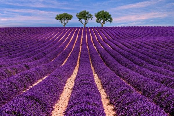 anbeanews's tweet photo. Lavanta bahçesi 💜 https://t.co/TBLePYlISs