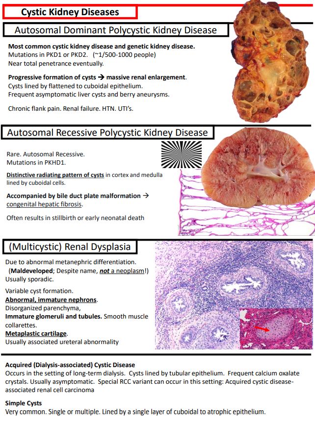 I completed my notes on Medical Kidney for my teaching website 'Kurt's Notes' (kurtsnotes.net).

Special thanks to my colleague Dr. Kuang-Yu Jen (@KidneyPath ) for helping me edit them!

🫘🫘🫘🫘🫘🫘🫘🫘🫘🫘🫘🫘🫘🫘

Full notes available here: schaberg.faculty.ucdavis.edu/wp-content/upl…