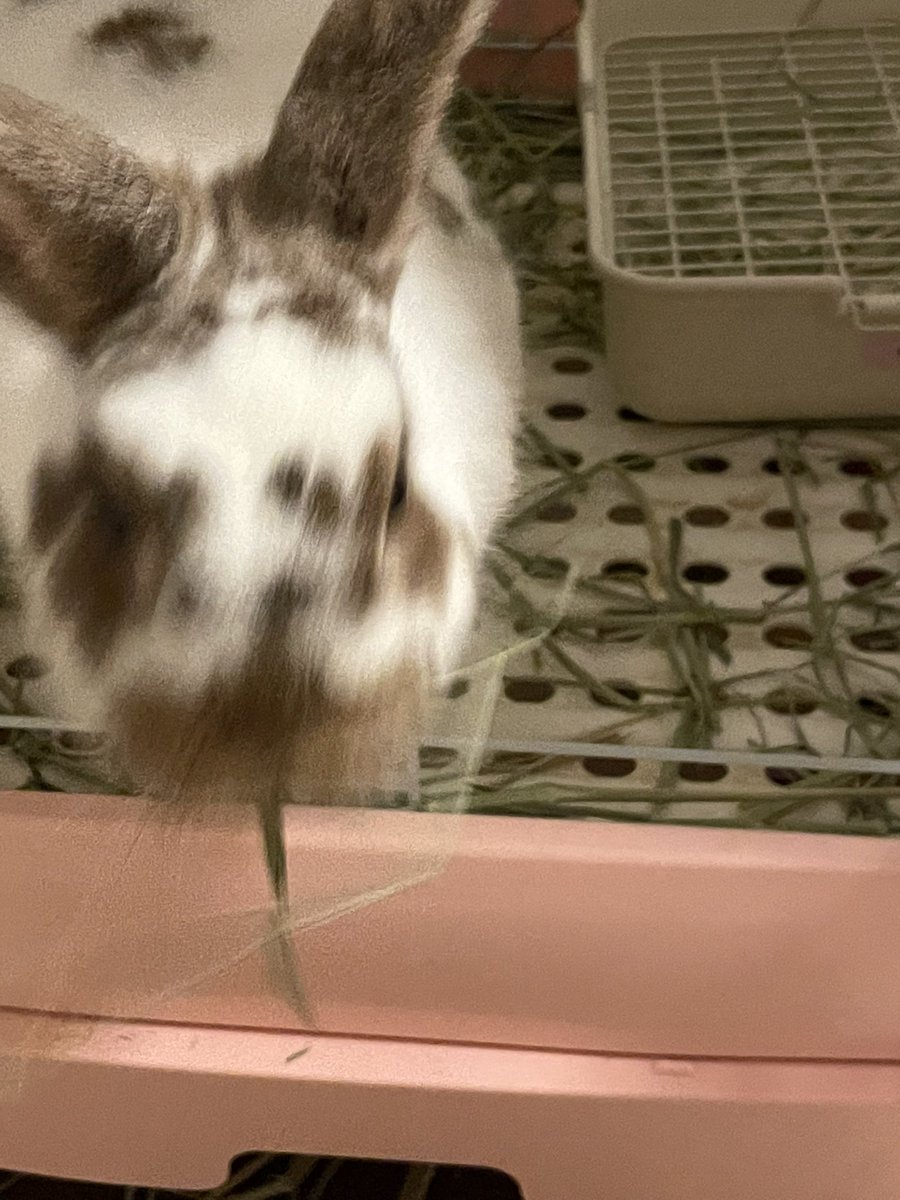mkk1222's tweet photo. とりあえず、パワフルなのは伝わります？ぶれたんですが。

🐰いけうさのやつをえらんでよ！！

#だるまうさぎレスキュー
#うるる https://t.co/jrU98pSq5f