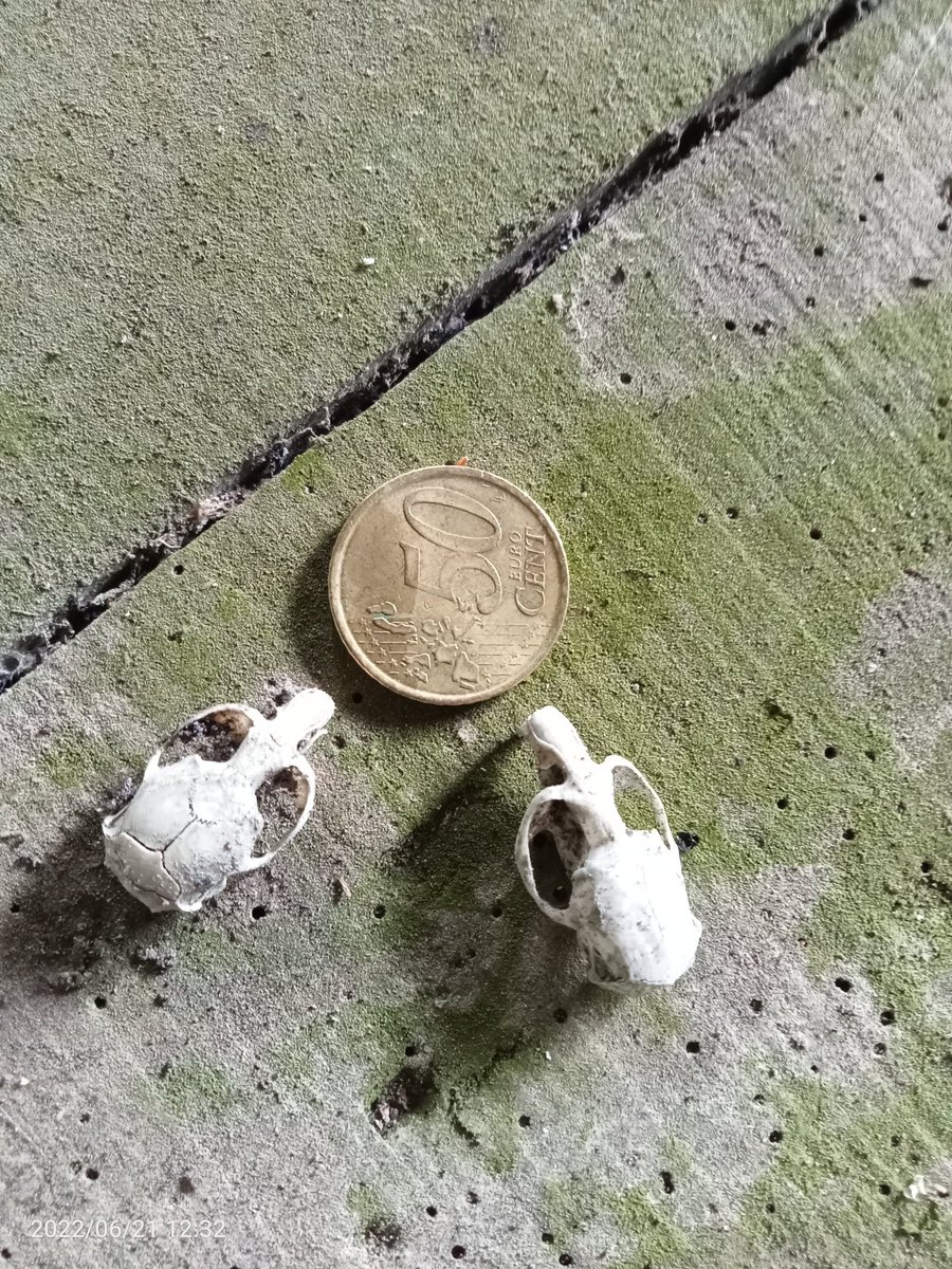 GFAugasGalicia's tweet image. A función ecolóxica da paisaxe vai máis alá da simple interpretación, tamén é clave para os servizos do ecosistema, pero as súas contribucións son pouco coñecidas e raramente recoñecidas.