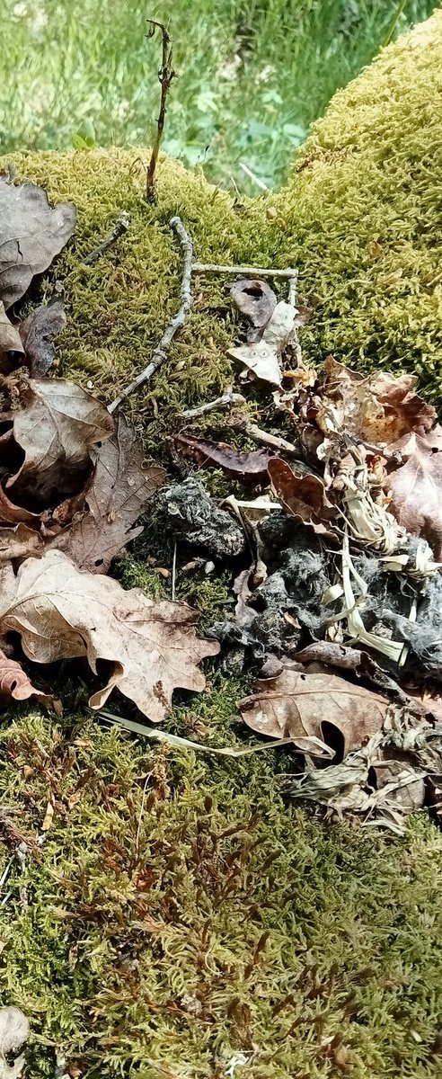 GFAugasGalicia's tweet image. A función ecolóxica da paisaxe vai máis alá da simple interpretación, tamén é clave para os servizos do ecosistema, pero as súas contribucións son pouco coñecidas e raramente recoñecidas.