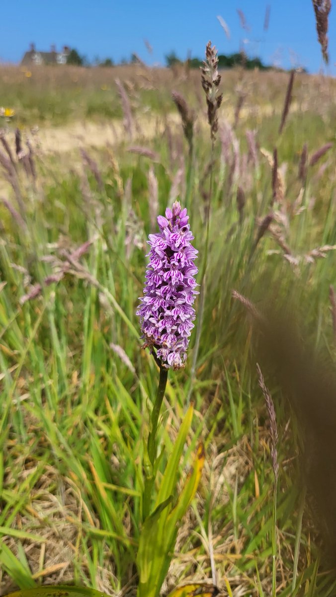 NthNorfolk's tweet photo. Lovely day for a bike ride. Route took in Bee-eaters (saw 5), Orchids (2), and a crab sandwich. https://t.co/0D9atzaaei