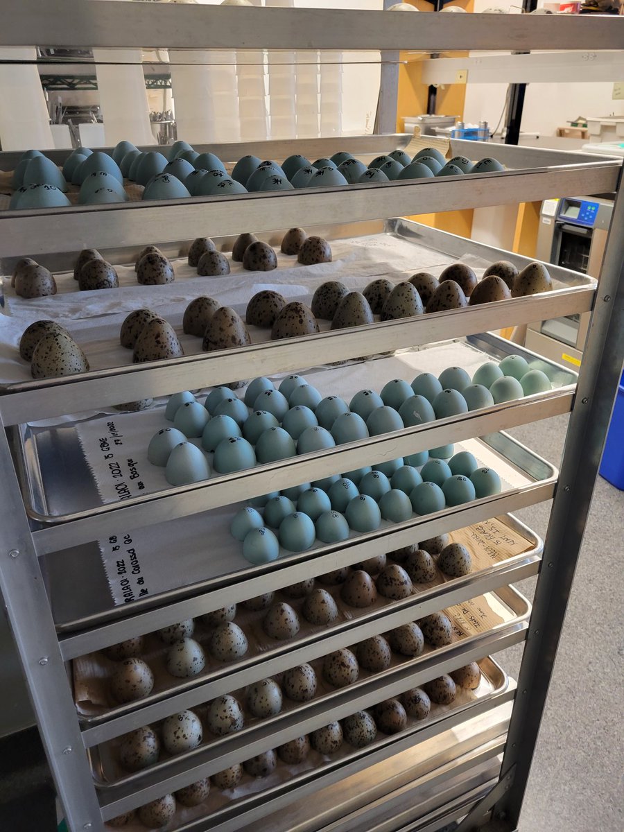 Eggs, eggs and more eggs. Great to see these coming in this year. Our long term monitoring for contaminants is based on these annual collections, and inform domestic and international policies.