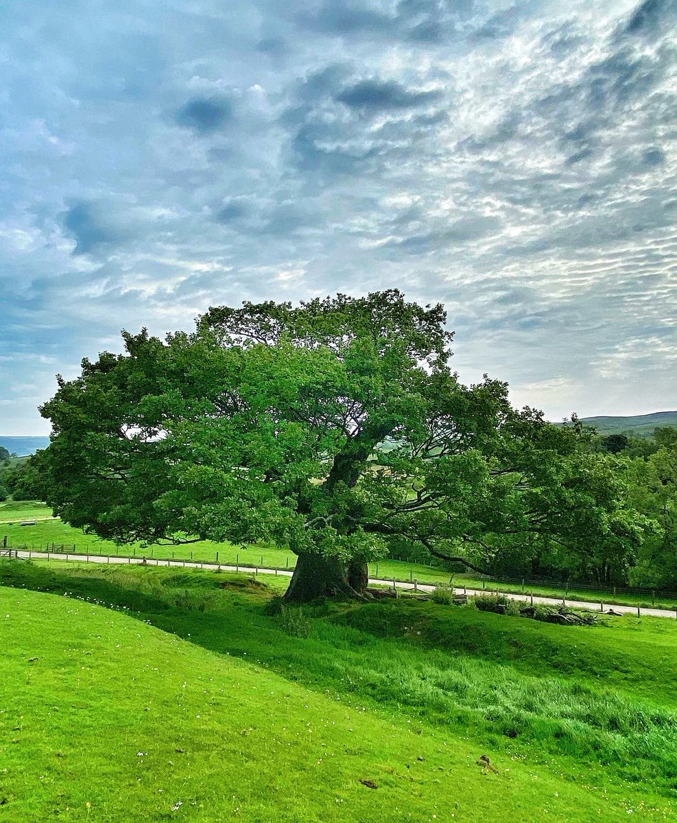 oldcrofthouse's tweet photo. On a hot summers day nothing offers a moments respite more than the shade of a mighty oak tree. One thing we can’t agree on… what do you see in the trunk?
#theshadeofatree #themightyoak #treecaptures #oaktree #ancienttrees #naturesbrilliance #lonetree #treetrunk @VisitEden https://t.co/vLSopYmwch