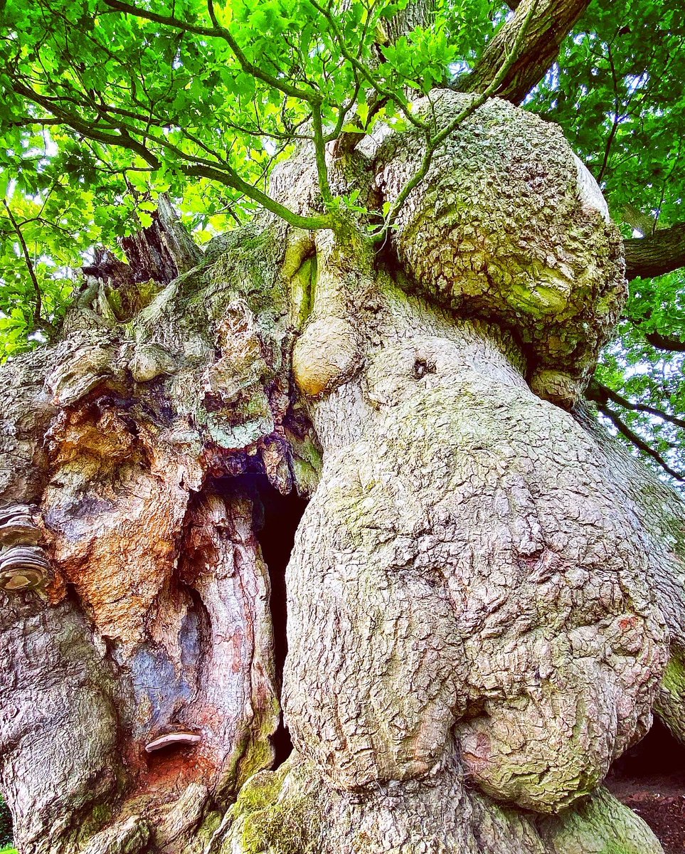 oldcrofthouse's tweet photo. On a hot summers day nothing offers a moments respite more than the shade of a mighty oak tree. One thing we can’t agree on… what do you see in the trunk?
#theshadeofatree #themightyoak #treecaptures #oaktree #ancienttrees #naturesbrilliance #lonetree #treetrunk @VisitEden https://t.co/vLSopYmwch