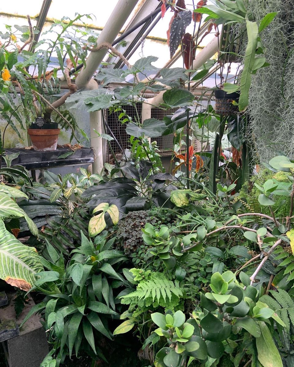 BioDivDay's tweet image. Have you ever been to the jungle? At the #UCDavis #BotanicalConservatory, it almost feels like you’re in the jungle. 

The complex of multiple greenhouses is home to over 4,500 plant species in more than 150 families, including examples from most of the world's climatic regions.
