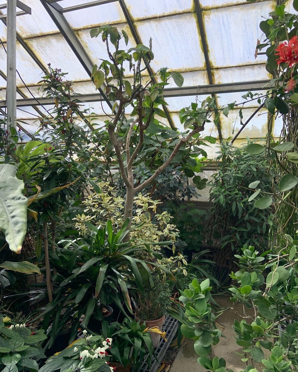 BioDivDay's tweet image. Have you ever been to the jungle? At the #UCDavis #BotanicalConservatory, it almost feels like you’re in the jungle. 

The complex of multiple greenhouses is home to over 4,500 plant species in more than 150 families, including examples from most of the world's climatic regions.