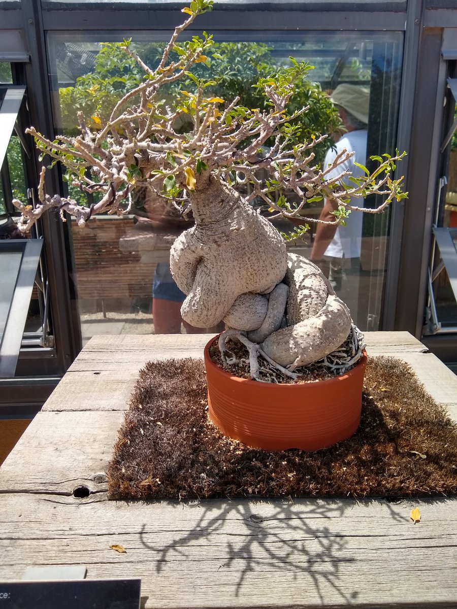 PerleringPixies's tweet photo. Sorry I haven't been posting much, I had a friend visiting for the week. Getting back to making more perler templates soon though! 🥰 

In the meantime, here's a chonky bonsai and some pretty botanic gardens pics~ https://t.co/ZZ8e5KPgEd