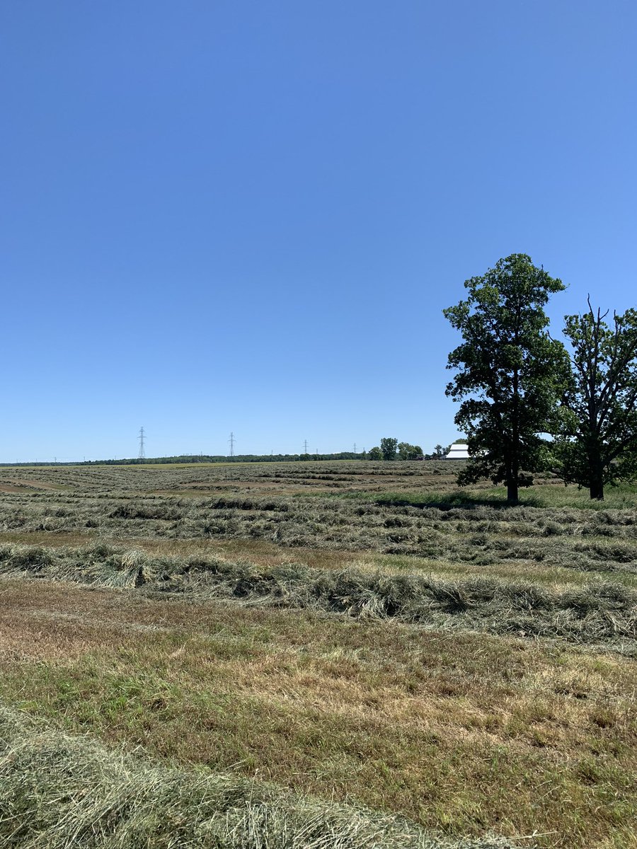 davenoorloos0's tweet photo. Not the best drying weather with that north wind coming off Lake Huron but a gorgeous day to make some hay #beef #bison #CDNbison #dontlabelmybeef https://t.co/szIl4sVyGZ