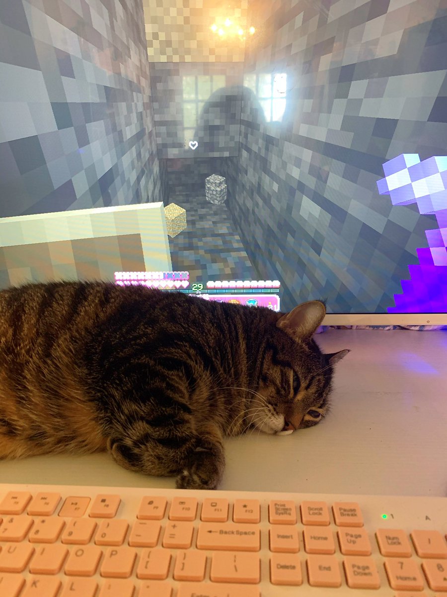 DreamyMoonGlow's tweet photo. I wonder what it’s like to play when you can see your hotbar 🤔💭 #minecraft #minecraftcats #mizunos #minecraftjava #mizunos16craft #intothewild #gamergirl #gamercat #miningfordiamomds https://t.co/aW9ro0qVAQ