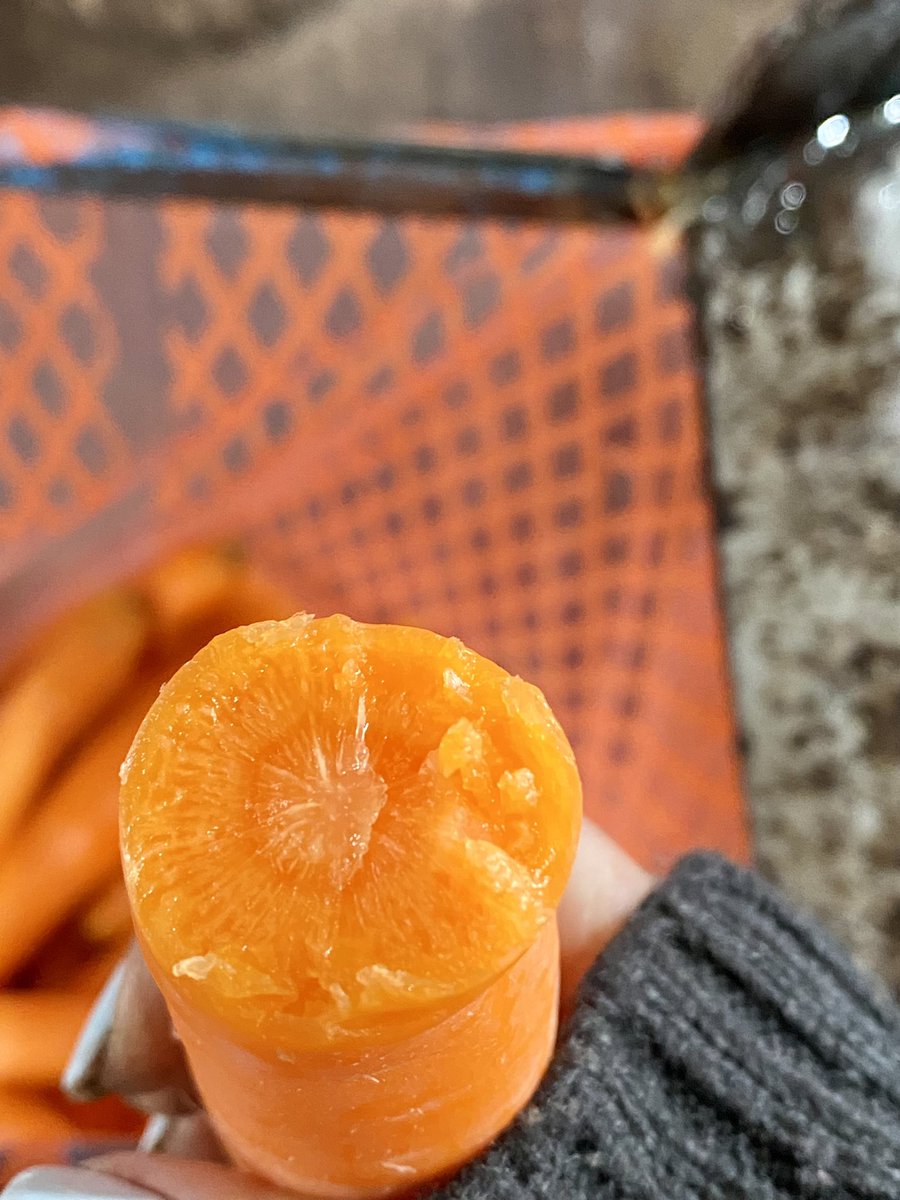 mariagolig's tweet photo. Siempre encontrando lindos colores en Salto, a pesar del día gris y friisimo ! No me envidien, amo mi trabajo ! #agronoma #hortalizas #uruguaynatural https://t.co/0mc79mVyy6