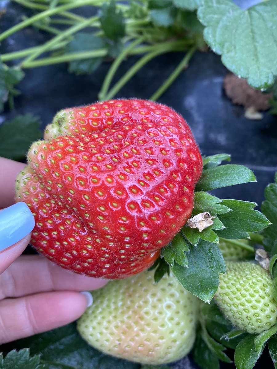 mariagolig's tweet photo. Siempre encontrando lindos colores en Salto, a pesar del día gris y friisimo ! No me envidien, amo mi trabajo ! #agronoma #hortalizas #uruguaynatural https://t.co/0mc79mVyy6