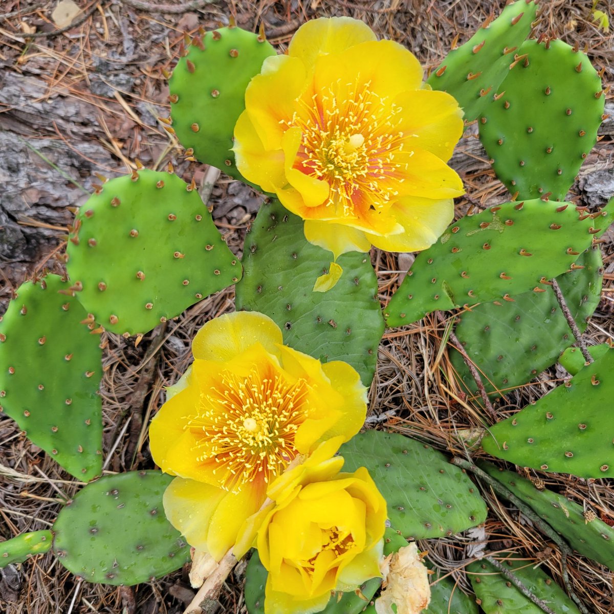 julesdaigle67's tweet photo. Double bonus today with rain showers that started midcourse. 4mi ruck for @TeamRWB #ruckitearnit and a beautiful cactus blossom #soakedButSmiling https://t.co/8L5oSK9WMD