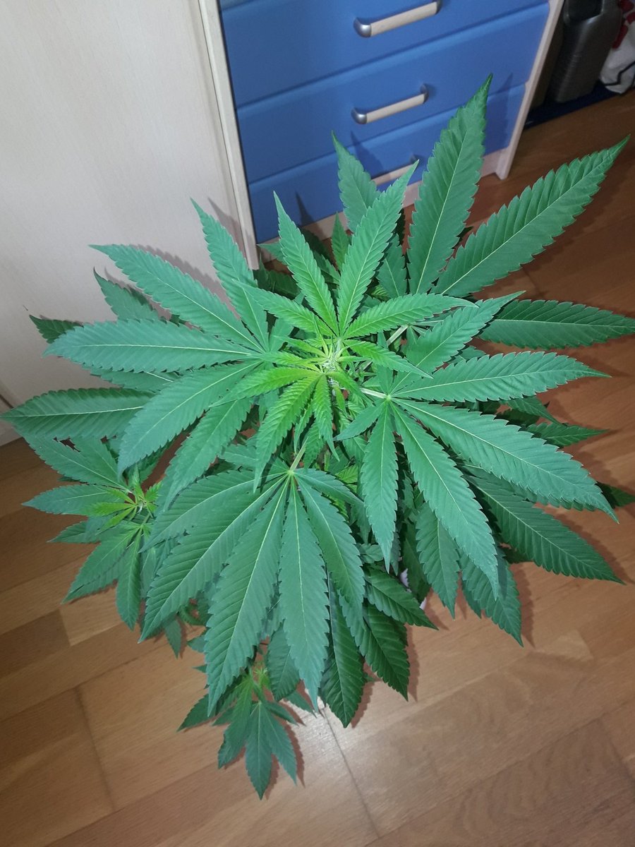 AdrycManellson's tweet photo. @Sophie_MJ @KannabiaSeeds @IntKannabia @RaulSantos1981 @Kannabia_Samen @ProXL_Spain Bella Tarde que termina #LaSofiJardinera, #Vigía y #KannabiaCrews, mirad qué Preciosa la #ColombianJack @Kannabia_Samen de mi Hada @INMAQ16, aún en #Contenedor #PlásticoReciclado #3Ltrs @Thepurefactory y #Sust #BatMix @PlagronAruba #Natural by @DPlantasur.
#Straint Magnífica.🧚‍♂️😎 https://t.co/SZD1pnaXDN